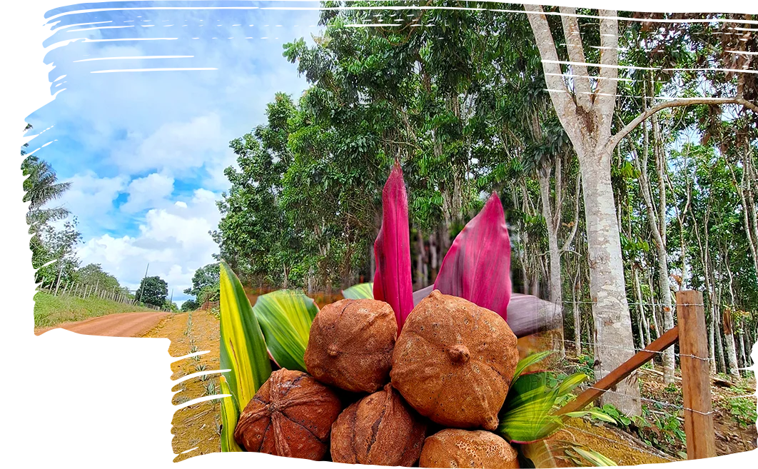 Andirobas D'Amazônia Sustentável!